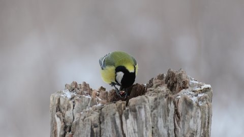 Cute big tit (Parus major). Bird sitting on a snag and eating a nut