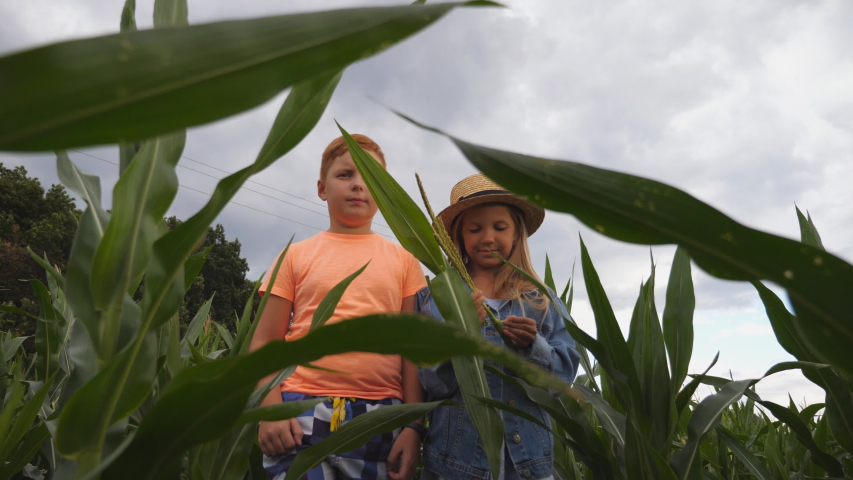 Cute girl holding in hand cornstalk and telling something her friend while going among maize plantation. Small children talking during walk through corn field at organic farm. Happy childhood