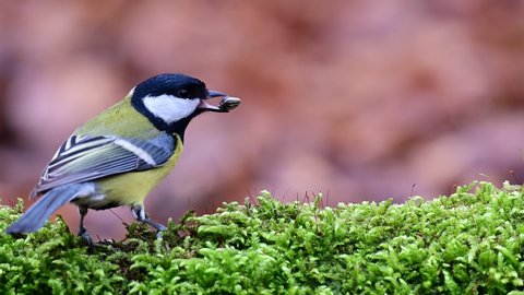 Great tit search feed on the forest floor, winter, (parus major), germany
