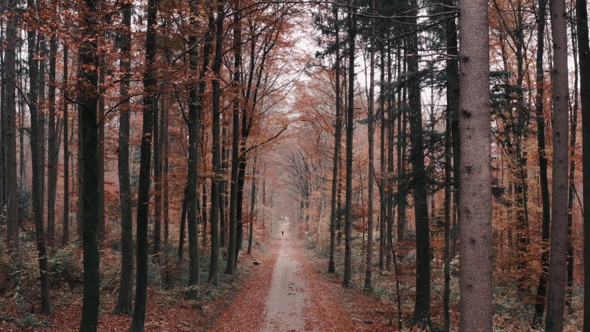 Flying through the woods in November in 4K Aspen Look color graded