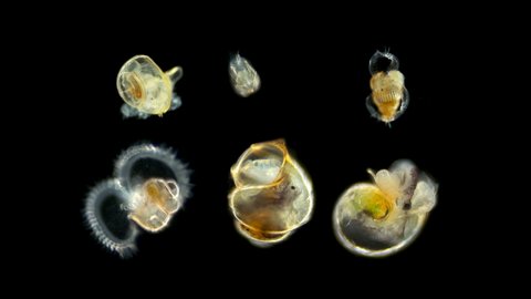 Larvae of a sea snail different types under the microscope, called Veliger, class Bivalvia, type Mollusca, shows the ciliary velum, with which it floats in water among plankton, also the cilia help to