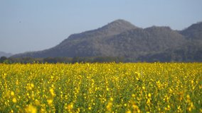Landscape of beautiful blooming sun hemp flowers field with mountain background in spring and summer season, Korat Thailand
