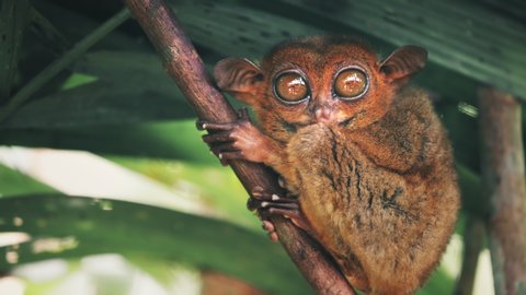 Phillipine Tarsier, Smallest Primates in World, Lives on Island of Bohol, Southeast Asia, Sitting Vigilantly on Bamboo Branch and Watching Carefully. Slow Motion, Footage Shot in 4K (UHD)