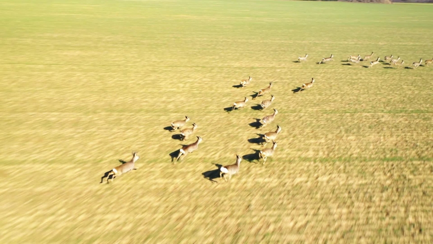Herd of Roe Deer runing on green field. Deers are dangerous pests for young seedlings. Helicopter flight over wild animals. Wildlife from above. Aerial safari in Central Europe.  Royalty-Free Stock Footage #1047640960