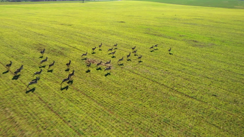 Herd of Roe Deer runing on green field. Deers are dangerous pests for young seedlings. Helicopter flight over wild animals. Wildlife from above. Aerial safari in Central Europe.  Royalty-Free Stock Footage #1047640966