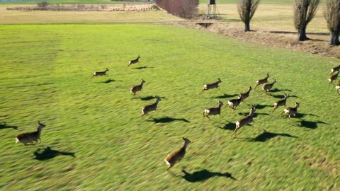 Herd of Roe Deer runing on green field. Deers are dangerous pests for young seedlings. Helicopter flight over wild animals. Wildlife from above. Aerial safari in Central Europe. 