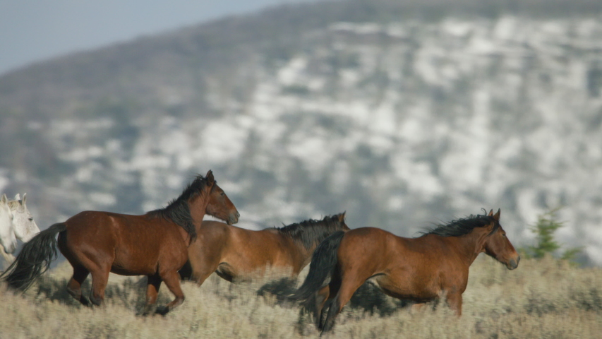 Herd of Mustang horses gallop through sagebrush, meadows, and trees in the foothills of the Gravelly mountain range near Ennis, Montana Royalty-Free Stock Footage #1047648997