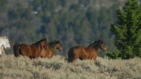 Herd of Mustang horses gallop through sagebrush, meadows, and trees in the foothills of the Gravelly mountain range near Ennis, Montana - Powered by Shutterstock - Get 15% off with code: PIKWIZARD15