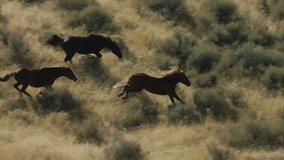 Herd of Mustang horses gallop through sagebrush, meadows, and trees in the foothills of the Gravelly mountain range near Ennis, Montana - Powered by Shutterstock - Get 15% off with code: PIKWIZARD15
