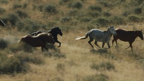 Herd of Mustang horses gallop through sagebrush, meadows, and trees in the foothills of the Gravelly mountain range near Ennis, Montana - Powered by Shutterstock - Get 15% off with code: PIKWIZARD15