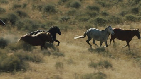 Herd of Mustang horses gallop through sagebrush, meadows, and trees in the foothills of the Gravelly mountain range near Ennis, Montana 库存视频