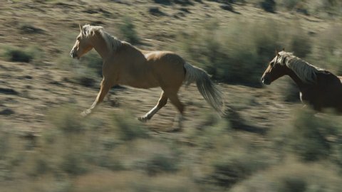 Herd of Mustang horses gallop through sagebrush, meadows, and trees in the foothills of the Gravelly mountain range near Ennis, Montana