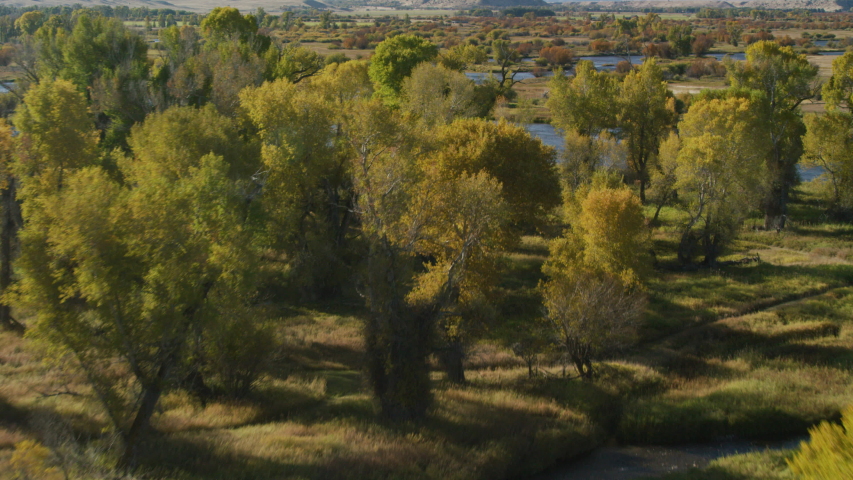 The Madison river winds through the bright autumn colors of changing Cottonwood, scrub oak and grasses in the Madison Valley, in southwestern Montana