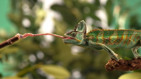 chameleon tongue sticking out