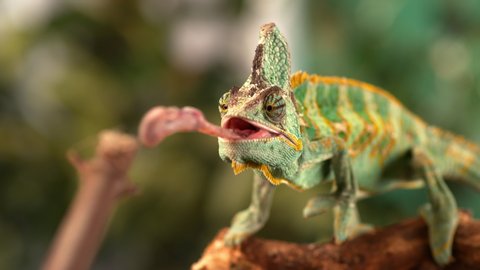 chameleon tongue sticking out