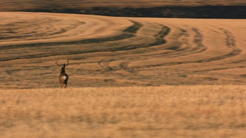 Tracking shot of deer in field in Central Oregon.