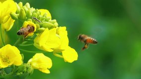 Close up three lovely honey bee collecting pollen putting head and mouth in the yellow rape flower detail bees flying on blooming spring flower bud slow motion of insect in the nature 4k clip