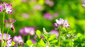 Slow motion of honey bee flying around purple flower (Chinese milk vetch) in beautiful sunny spring nature field 4k clip shoot in 60 fps