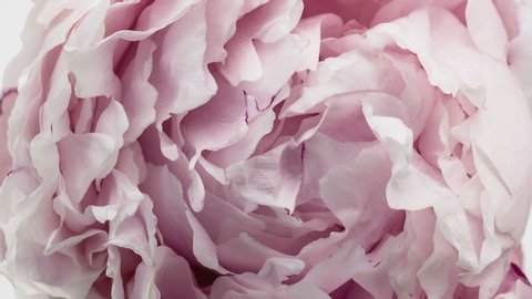 Beautiful Pink Peony Flower background. Blooming roses flower open, time lapse, close-up. Wedding backdrop, Valentine's Day concept. Bouquet on black backdrop, closeup.