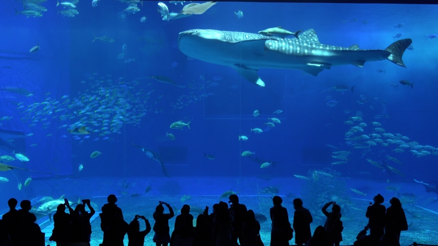 okinawa churaumi aquarium 4k okinawa churaumi aquarium 4k