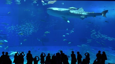 Okinawa,Japan -  February 18, 2020:Whale sharks swimming in Okinawa Churaumi Aquarium, Okinawa , Japan
