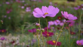 Closeup view of pink cosmos flower which is blowing and waving by the wind, cozy and fresh nature concept.