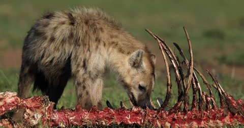 A hyena eats a carcass in the savannah