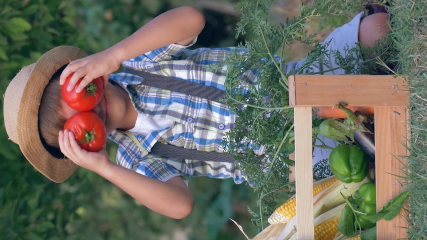 autumn harvest. kid playing with tomatoes on camera near wood box with vegetables at the garden, smartphone vertical screen