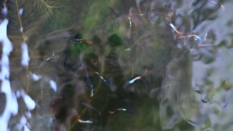 A school of guppy swimming near the surface of clear water.