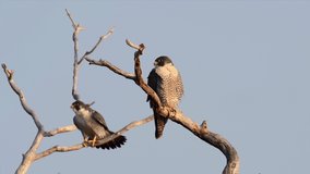 Peregrine Falcon Video Clip in 4k 