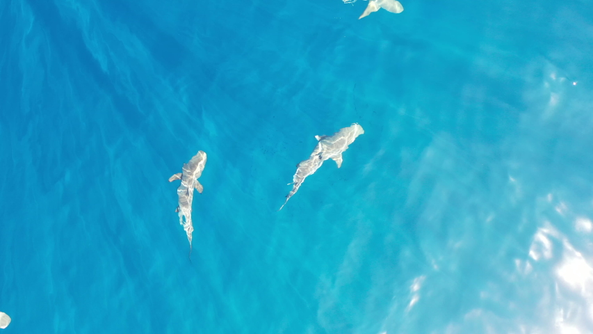 Seen from above, Blacktip reef sharks, Carcharhinus melanopterus, cruise in the clear blue waters of Raja Ampat, Indonesia. Much of this region is now free of shark finning due to marine reserves.