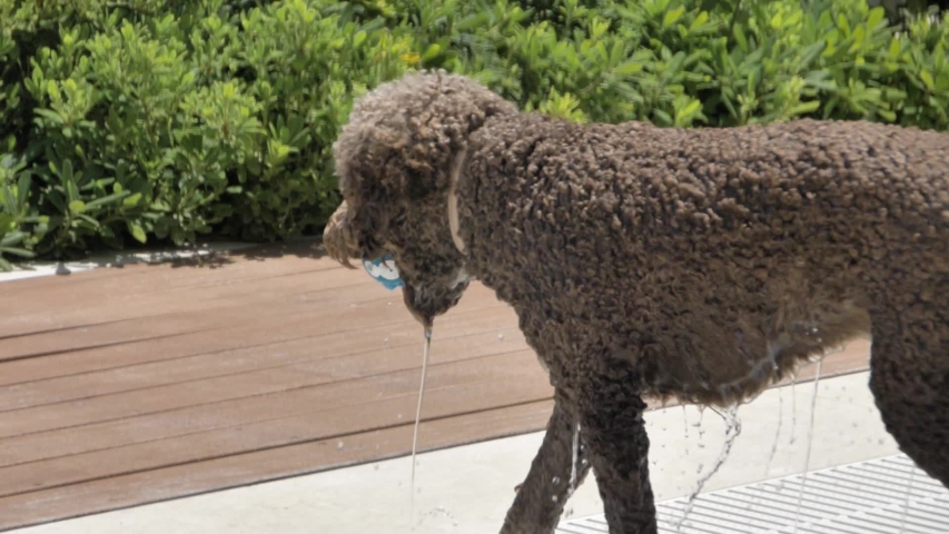 Lagotto romagnolo dog got the ball wet