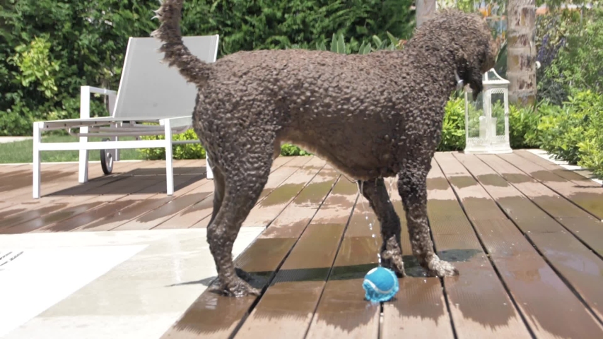 Lagotto romagnolo super slow mo