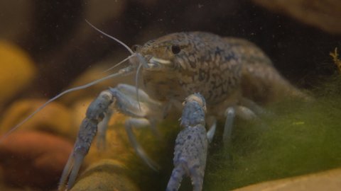 Marble river crayfish under water eating algae. Procarambus virginalis. Close up