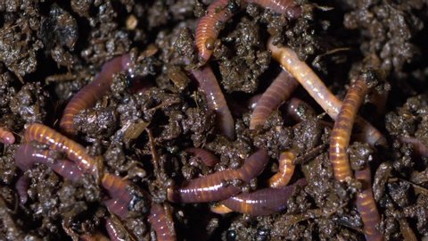 Worms in wormery, wiggl earthworms for fishing bait or composting