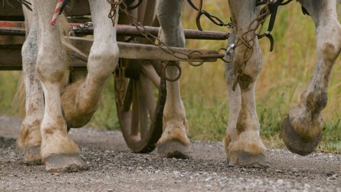Oxen hooves kick up dust and pebbles on a dirt road while pulling an old wagon