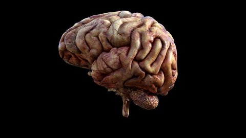 Smoothly animated 3D rotation of the human brain. Physically 3D rendered. Video is loopable and brain is easily isolated from the black backdrop. Corrected video aspect ratio.
