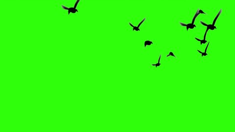 flock of birds flying green screen like video clips