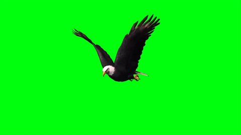 eagle flying green screen keying video footage