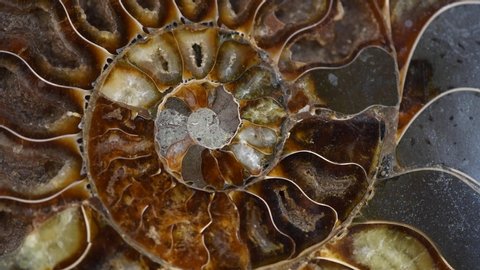 Nautilus shell section, Ammonite fossil shell rotation backdrop. Ancient macro abstract texture Background. Polished ammonite fossil shell with mineral crystals. Close-up 4K UHD video