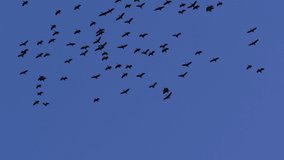 Birds flying on blue sky background, clear sky and cloud, daytime wildlife concept, video for creative design screen, flock of bird group fly migration to home in nature, summer time season nature