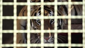 selective focus of tiger yawning in cage