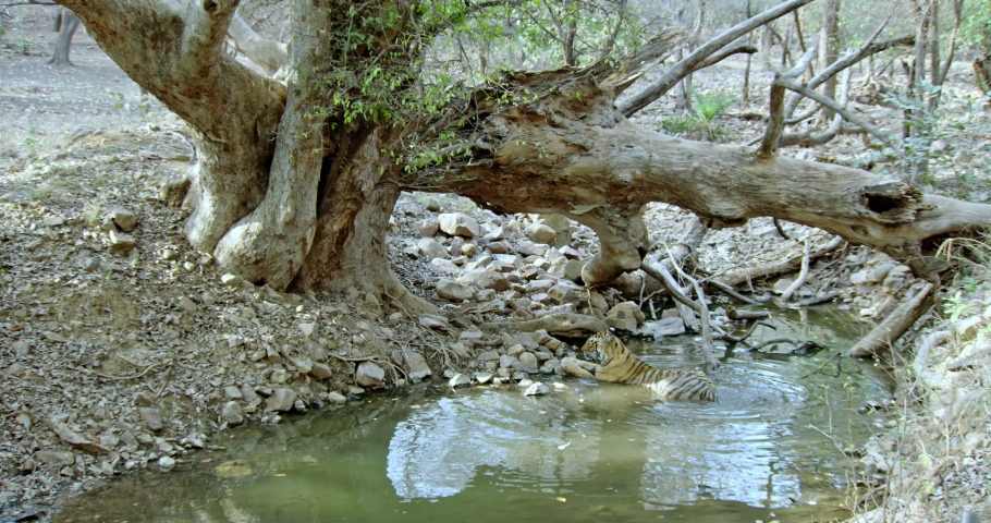 Tiger sitting alone at the water pool under the woods. Tiger drinking water.