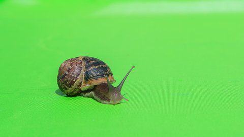 This stock video shows a snail moving in front of a green screen.