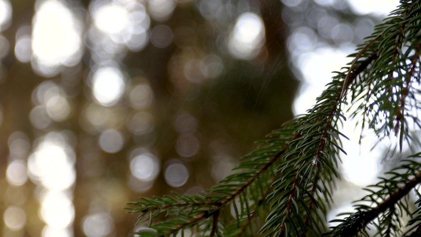 Fir branches swinging on light  breeze.  Close up view with blurred background. | Shutterstock HD Video #1047759994