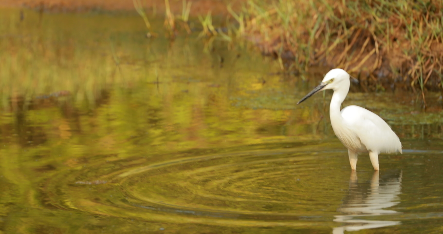 Goa, India. White Little Egret Catching Fish In River Pond