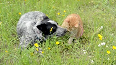 Black and white spotted dog and ginger cat eating grass together, with dog giving a quick kiss to the cat