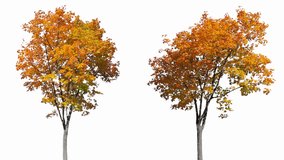 High quality 10bit footage of autumn trees on the wind isolated on white background.  Made from 14bit RAW