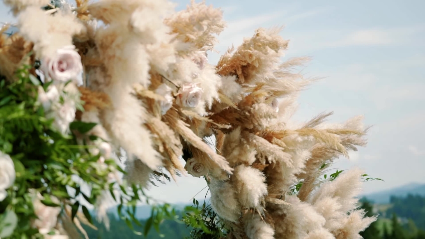 pampas grass. arch design, wedding decor element. close up. slow motion