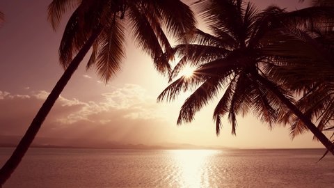 Palm beach sunset over the ocean landscape. Sunny evening background on paradise palms beach. Dreamlike sky daybreak. The sun shines through palm leaves. Summer sunset in Atlantic ocean palm beach.